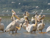 Λίμνη Κερκίνη